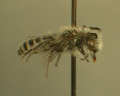 Colletes hyalinus oregonensis m by Susan E. Nyoka. Used under a Public domain license.