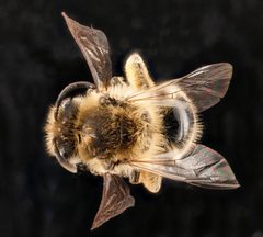 Colletes inaequalis by USGS Native Bee Inventory and Monitoring Laboratory. Used under a Public domain license.
