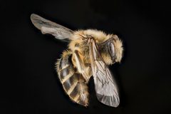 Colletes inaequalis1 by USGS Native Bee Inventory and Monitoring Laboratory. Used under a Public domain license.