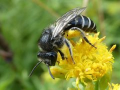 Spine-shouldered Cellophane Bee imported from iNaturalist photo 225706341 on 18 November 2023 by no rights reserved. Used under a CC0 license.