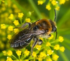 Colletes thoracicus by Bclegg77. Used under a CC BY-SA 4.0 license.