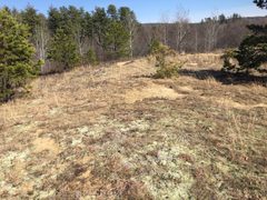 Colletes validus nesting habitat by Dorianscale3. Used under a CC BY-SA 4.0 license.