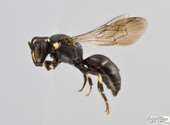 Hylaeus affinis Female by The Packer Lab. Used under a Attribution license.