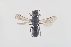 Hylaeus annulatus by Arnstein Staverløkk. Used under a CC BY 3.0 license.