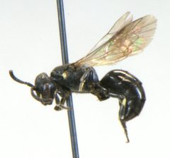 Hylaeus annulatus1 by Matt Bowser, U.S. Fish and Wildlife Service. Used under a Public domain license.
