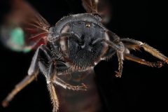 Hylaeus basalis f face by USGS Native Bee Inventory and Monitoring Laboratory. Used under a Public domain license.