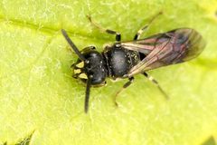 Hylaeus.communis.-.lindsey by James K. Lindsey. Used under a CC BY-SA 3.0 license.
