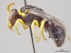 Hylaeus euxanthus by Sarah McCaffrey, Museum Victoria. Used under a CC BY 3.0 au license.