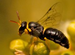 Hylaeus euxanthus 148659358 by tjeales. Used under a CC BY-SA 4.0 license.