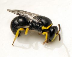Hylaeus euxanthus 251425566 by tjeales. Used under a CC BY-SA 4.0 license.