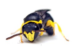 Hylaeus euxanthus 251425709 by tjeales. Used under a CC BY-SA 4.0 license.