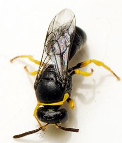 Hylaeus euxanthus 251425710 by tjeales. Used under a CC BY-SA 4.0 license.