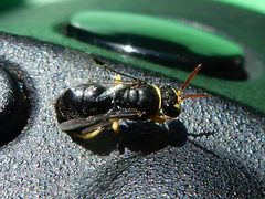 Hylaeus euxanthus Ferndale by Poyt448, Peter Woodard. Used under a CC BY-SA 4.0 license.
