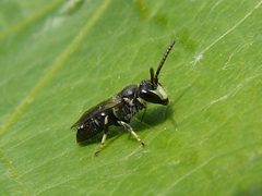 Hylaeus hyalinatus by 



This image is created by user André van Dam at Waarneming.nl, a source of nature observations in the Netherlands.
. Used under a CC BY 3.0 license.