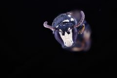 Hylaeus leptocephalus by USGS Native Bee Inventory and Monitoring Laboratory. Used under a Public domain license.