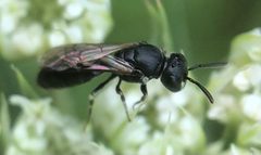 Hylaeus mesillae cressoni - inat 395533398 by {{{name}}}. Used under a CC BY 4.0 license.