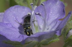Hylaeus modestus P1020764a by 
xpda. Used under a CC BY-SA 4.0 license.