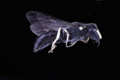 Hylaeus ornatus by USGS Native Bee Inventory and Monitoring Laboratory. Used under a Public domain license.