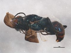 Dryudella caerulea by CBG Photography Group, Centre for Biodiversity Genomics. Used under a CC0 license.