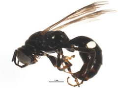 Alysson guignardi by CBG Photography Group, Centre for Biodiversity Genomics. Used under a CC0 license.