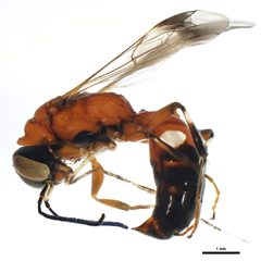 Alysson melleus by CBG Photography Group, Centre for Biodiversity Genomics. Used under a CC0 license.