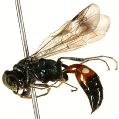 Alysson oppositus by CBG Photography Group, Centre for Biodiversity Genomics. Used under a CC0 license.