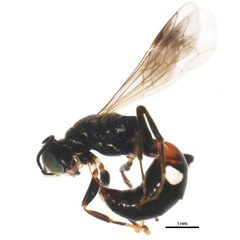 Alysson triangulifer by CBG Photography Group, Centre for Biodiversity Genomics. Used under a CC0 license.