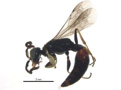 Didineis nodosa by CBG Photography Group, Centre for Biodiversity Genomics. Used under a CC0 license.