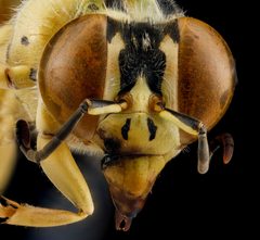Stictia signata female BIML USGS by USGS Bee Inventory and Monitoring Laboratory. Used under a Public domain license.