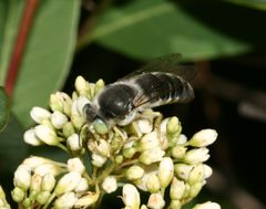 Bembix amoena - Flickr - S. Rae by S. Rae from Scotland, UK. Used under a CC BY 2.0 license.