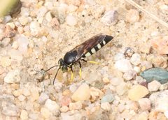 Bicyrtes quadrifasciatus 314499195 by Jake McCumber. Used under a CC BY-SA 4.0 license.