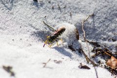 Stink Bug-hunter Wasp by cricketsblog. Used under a CC BY 2.0 license.