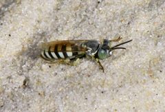Microbembex monodonta P1560437a by 
xpda. Used under a CC BY-SA 4.0 license.
