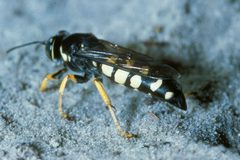 Horse guard wasp by Howard Ensign Evans. Used under a CC BY 3.0 us license.