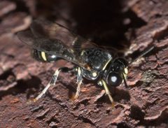 Clitemnestra bipunctata - inat 56915996 by {{{name}}}. Used under a CC BY-SA 4.0 license.