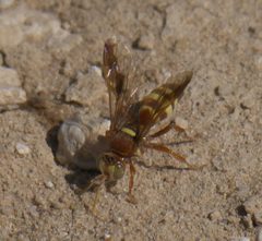 Hoplisoides tricolor P1320637a by 
xpda. Used under a CC BY-SA 4.0 license.
