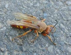 Sphecius convallis by rbelshee. Used under a CC0 license.