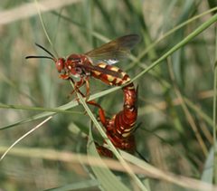 Western CKs mating by Chuck Holliday. Used under a Public domain license.