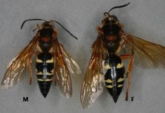 Cicada Killer Wasp by Chuck Holliday. Used under a Public domain license.