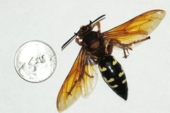 Cicadakillerbd by Adaria. Used under a Public domain license.