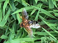 Sphecius speciosus by KATHERINE WAGNER-REISS. Used under a CC BY-SA 4.0 license.