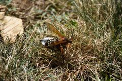 Sphecius speciosus 3 by Dmitry Brant. Used under a CC BY-SA 4.0 license.