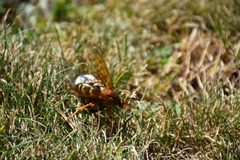 Sphecius speciosus 5 by Dmitry Brant. Used under a CC BY-SA 4.0 license.