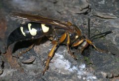 Sphecius speciosus P1260689a by 
xpda. Used under a CC BY-SA 4.0 license.