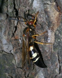 Sphecius speciosus P1280177a by 
xpda. Used under a CC BY-SA 4.0 license.