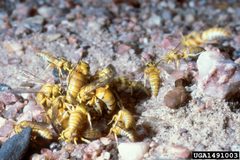 Bembecinus quinquespinosus by Howard Ensign Evans, Colorado State University, Bugwood.org. Used under a CC BY 3.0 license.
