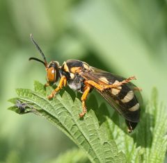 Stizus brevipennis - inat 22212897 by {{{name}}}. Used under a CC0 license.
