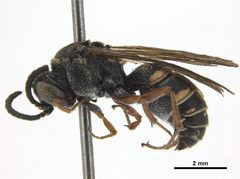 Zanysson plesius by Smithsonian Institution. Used under a CC BY 3.0 license.