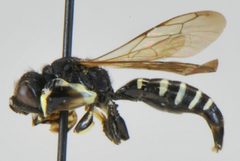 Crabro latipes by Matt Bowser, U.S. Fish and Wildlife Service. Used under a Public domain license.