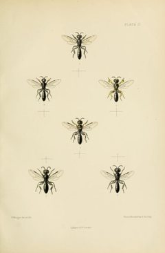SaundersHymenopteraAculeataPlate17 by Edward Saunders. Used under a Public domain license.